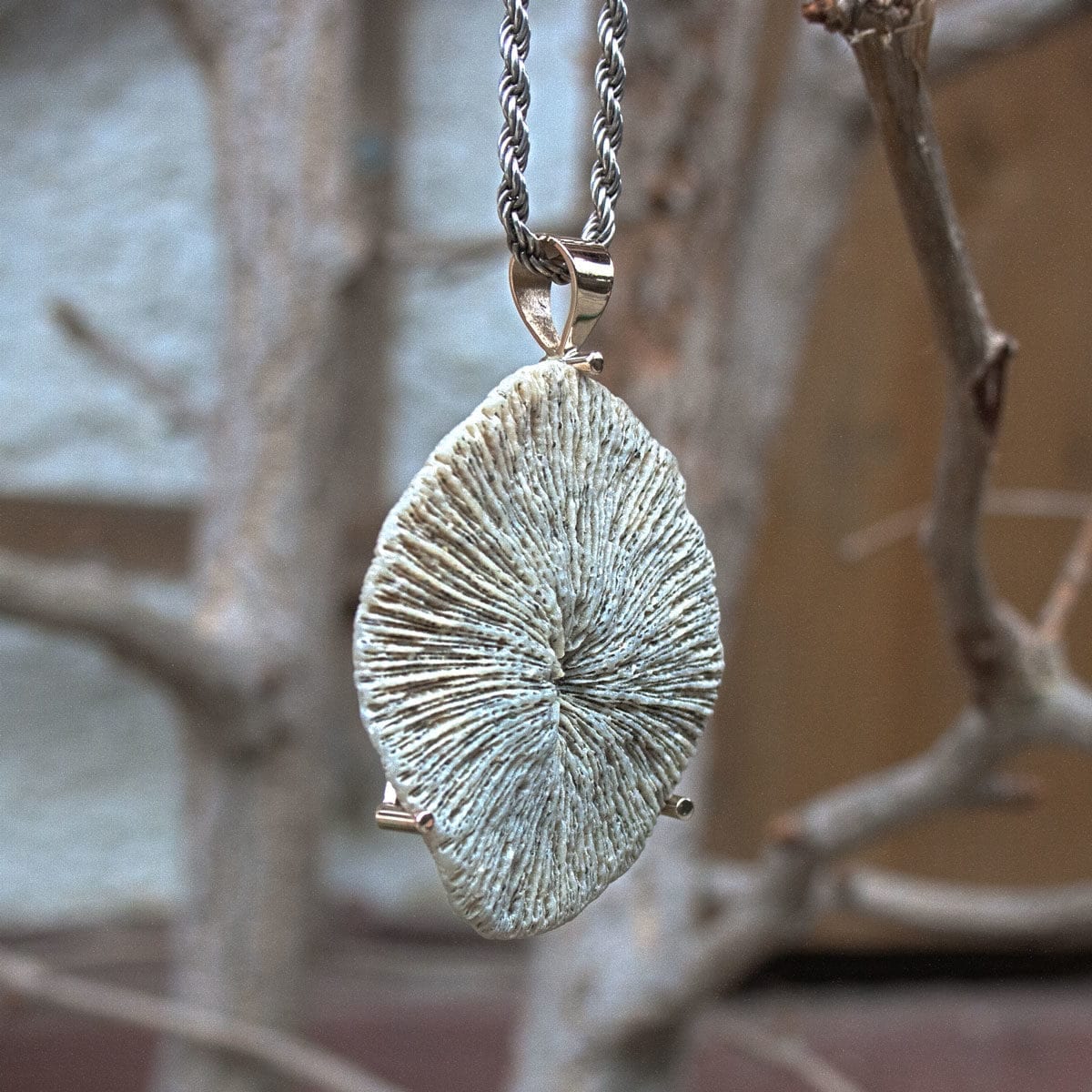 Versteinerung in Silber gefasst