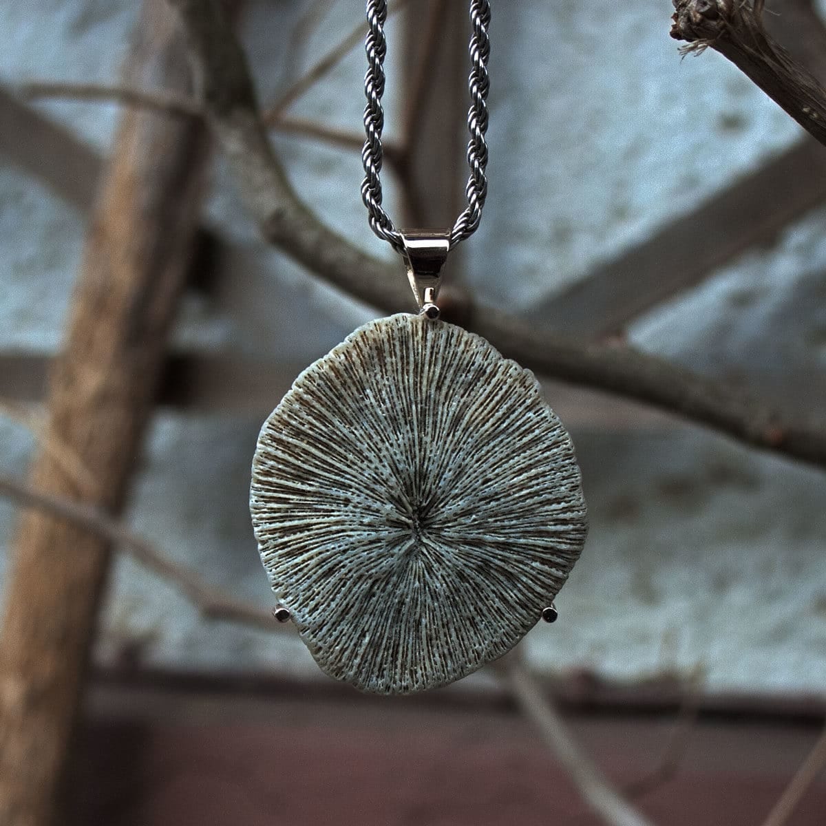 Versteinerung in Silber gefasst