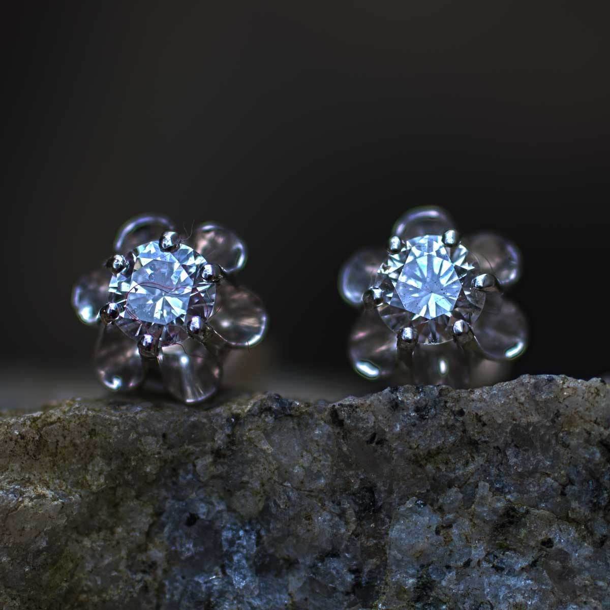 Brillantblume am Quadrat