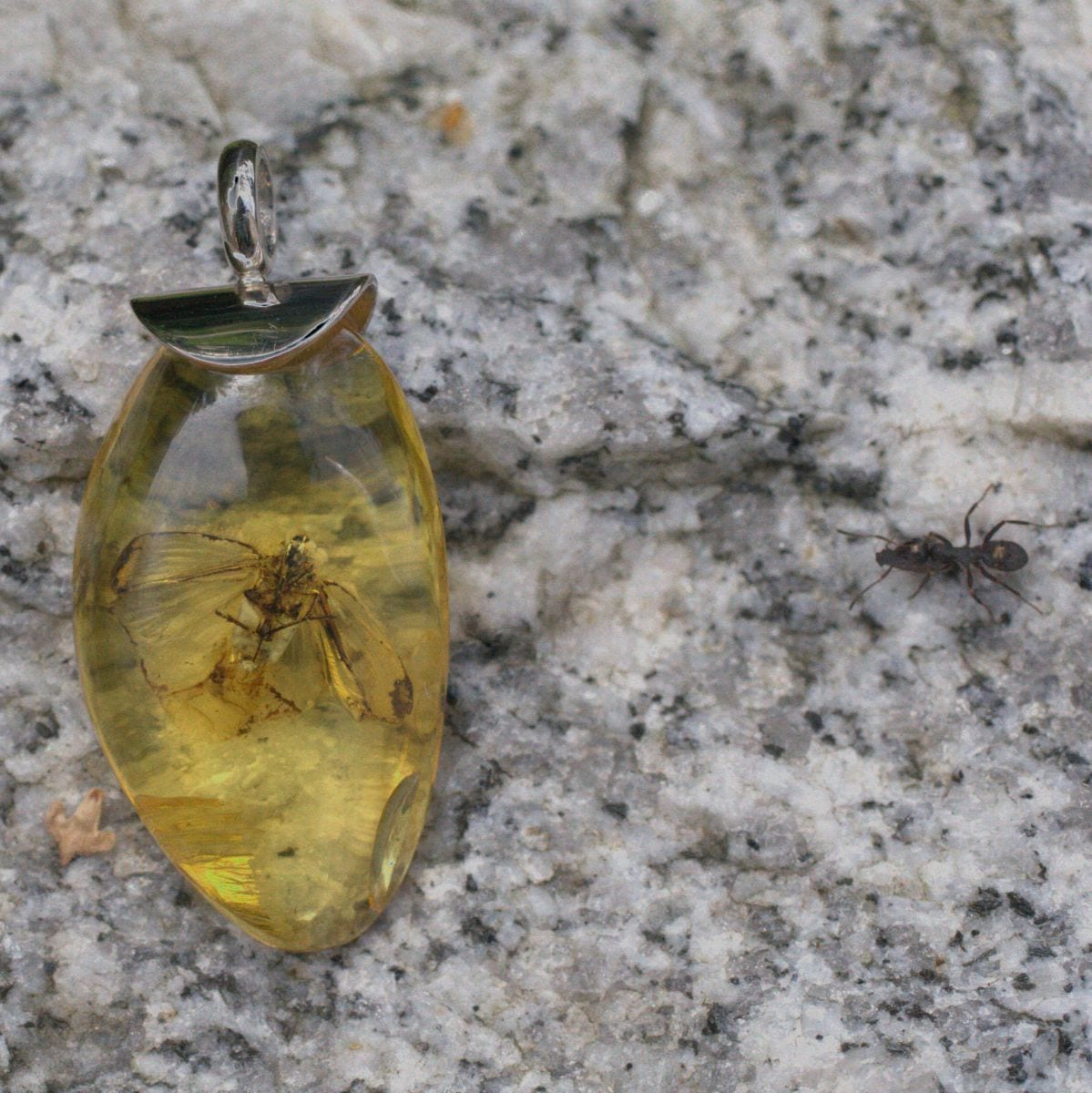 Bernstein mit Insekteneinschluß – Bild 4