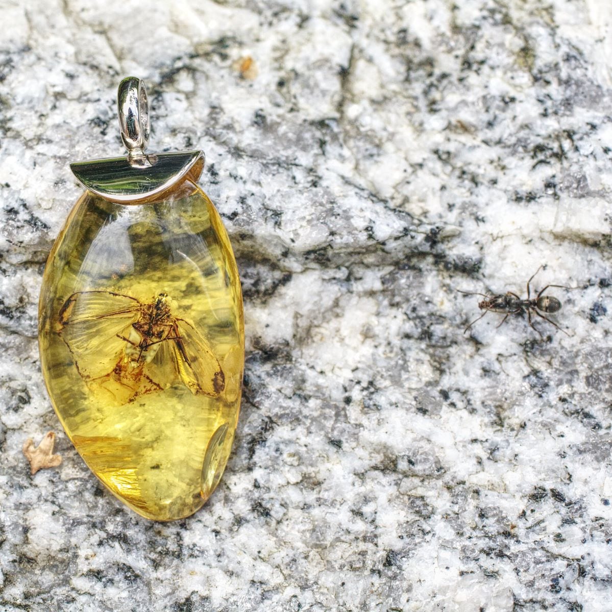 Bernstein mit Insekteneinschluß – Bild 3