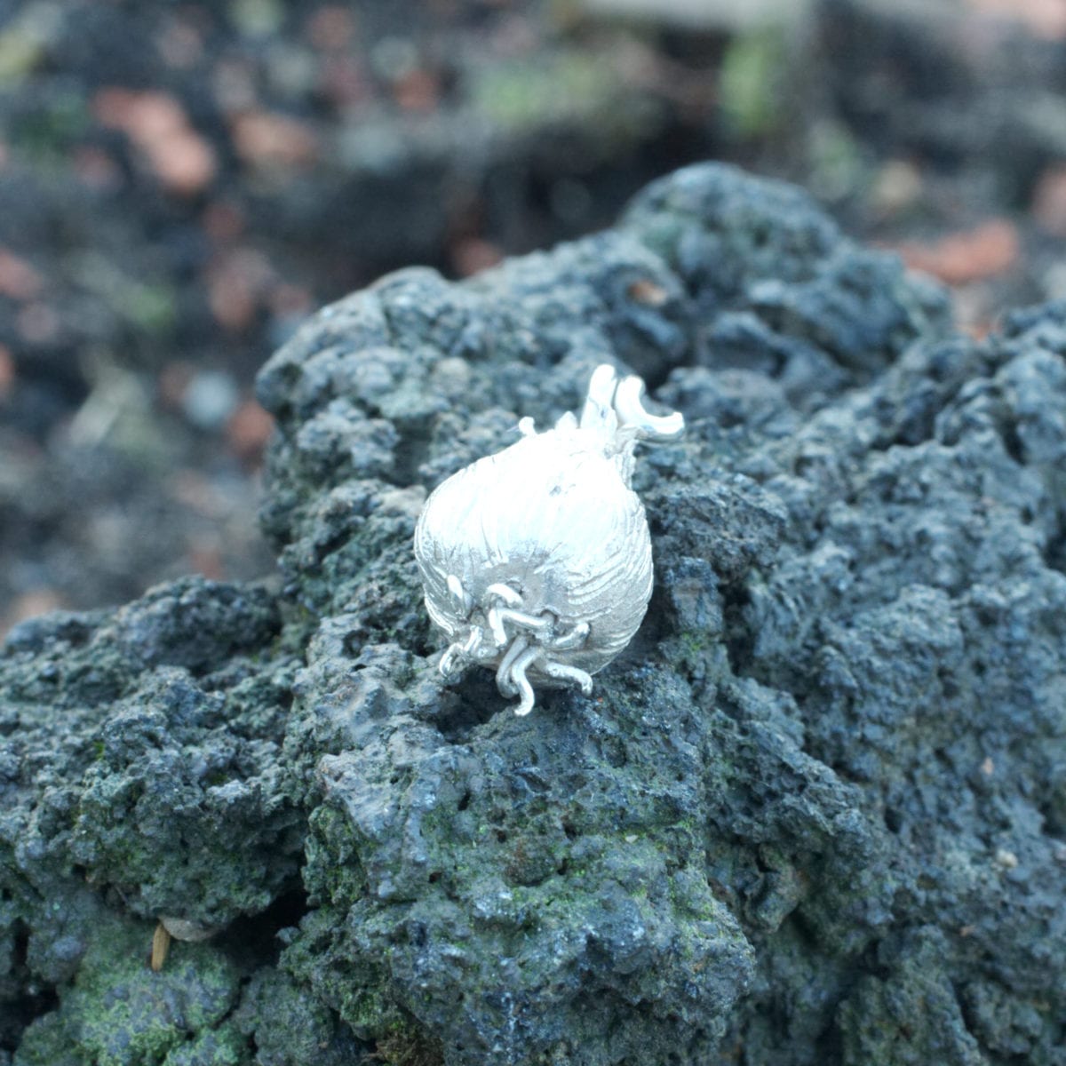 Silberzwiebel – Bild 6