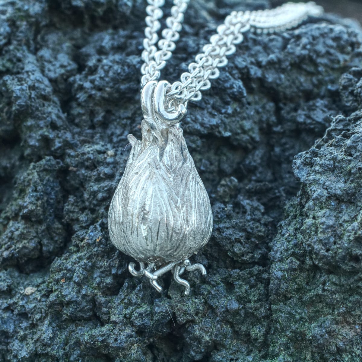 Silberzwiebel – Bild 3